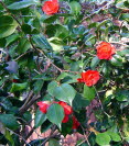 Camelia