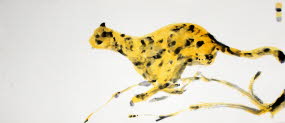 Gepard